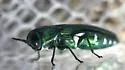 Agrilus inhabilis - photo 3