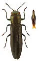 Butternut Agrilus - photo 2
