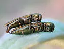 Agrilus lacustris