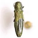 Agrilus lacustris - photo 2