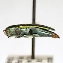 Agrilus lacustris - photo 3