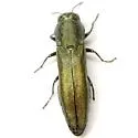 Agrilus lacustris - photo 4