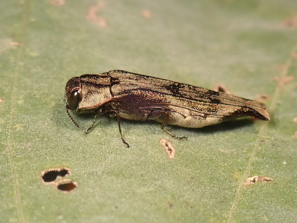 Agrilus langei - photo 2