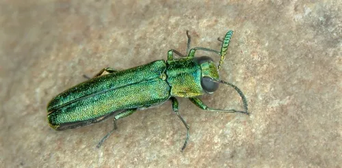 Agrilus laticornis