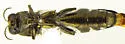 Agrilus latifrons - photo 2