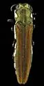 Agrilus latifrons - photo 4