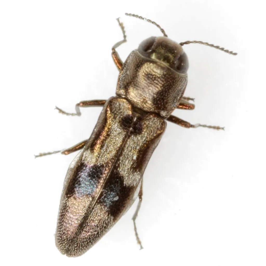 Agrilus lautuellus