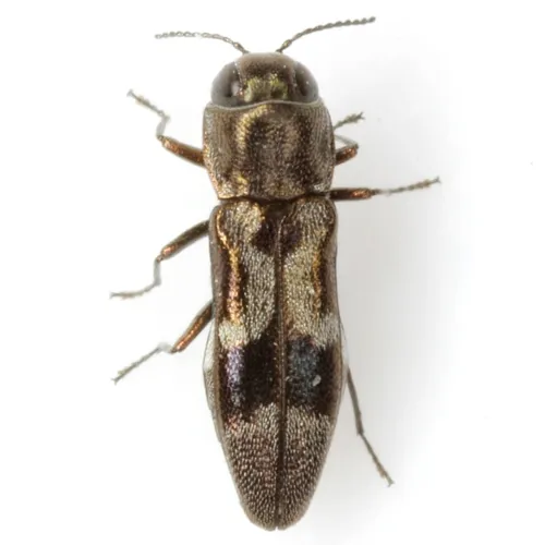 Agrilus lautuellus - photo 3