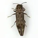 Agrilus lecontei - Agrilus lecontei