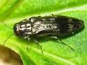 Agrilus lecontei - photo 2