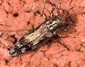 Agrilus lecontei - photo 3
