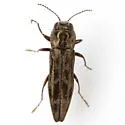 Agrilus lecontei - photo 4