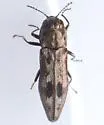 Agrilus lecontei - photo 5