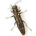 Agrilus limpiae - photo 2