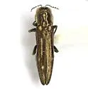 Agrilus limpiae - photo 3