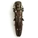 Agrilus limpiae - photo 4