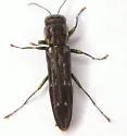 Agrilus limpiae - photo 5
