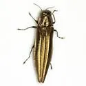Agrilus macer - photo 2