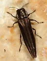 Agrilus macer - photo 3