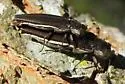 Agrilus macer - photo 4