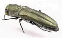 Agrilus malvastri