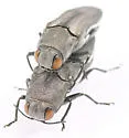 Agrilus malvastri - photo 3
