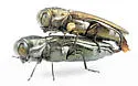 Agrilus malvastri - photo 4
