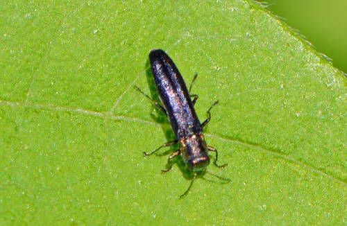Maple Agrilus - photo 2