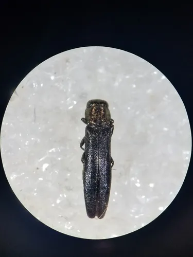 Maple Agrilus - photo 3