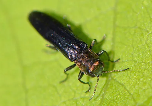 Maple Agrilus - photo 4