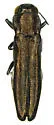 Agrilus mimosae