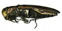 Agrilus mimosae - photo 2