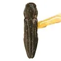Agrilus mimosae - photo 4