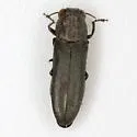 Agrilus muticus - Agrilus muticus