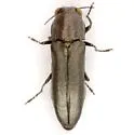 Agrilus muticus - photo 2