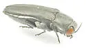 Agrilus muticus - photo 3