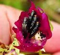 Agrilus muticus - photo 4