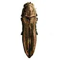 Agrilus muticus - photo 5