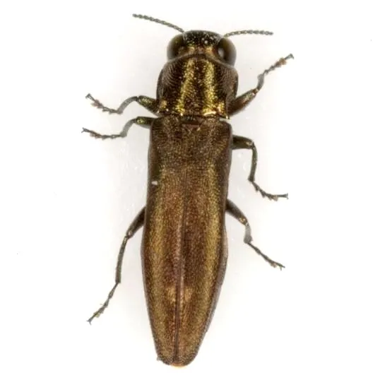 Agrilus neoprosopidus - photo 2