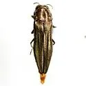 Agrilus obolinus - photo 2