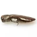 Agrilus obscurilineatus - photo 2