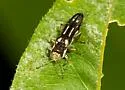 Agrilus obsoletoguttatus - Agrilus obsoletoguttatus