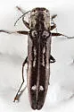 Agrilus obsoletoguttatus - photo 2