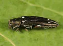 Agrilus obsoletoguttatus - photo 3