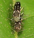 Agrilus obsoletoguttatus - photo 4