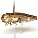 Agrilus obtusus