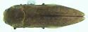 Agrilus obtusus - photo 2