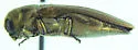 Agrilus obtusus - photo 3