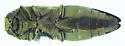 Agrilus obtusus - photo 4
