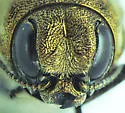 Agrilus obtusus - photo 5
